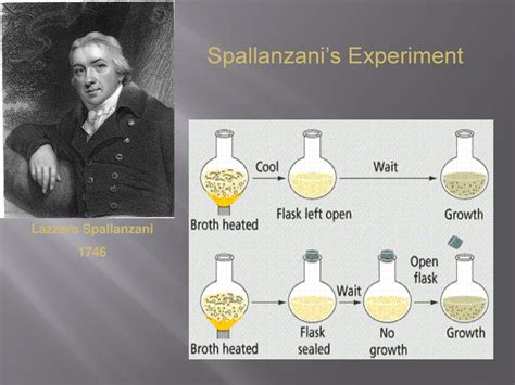 lazzaro spallanzani experiment|lazzaro spallanzani biography.